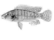 Image of Thoracochromis schwetzi 