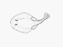 Image of Heteronarce garmani (Natal electric ray)