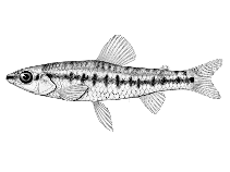 Image of Nannocharax lineostriatus 