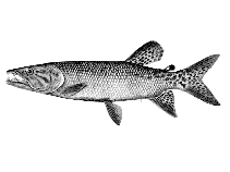 Image of Hepsetus cuvieri (Southern African Pike)