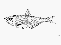 Image of Ilisha obfuscata (Hidden ilisha)