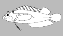 Image of Haptoclinus dropi (Four-fin blenny)