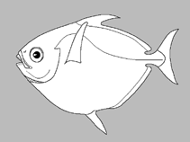 Image of Lampris lauta (East Atlantic opah)