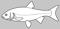 Image of Notropis edwardraneyi (Fluvial shiner)