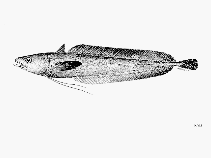 Image of Laemonema longipes (Longfin codling)