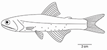 Image of Lampanyctus ritteri (Broadfin lampfish)