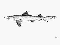 Image of Lamiopsis temminckii (Broadfin shark)
