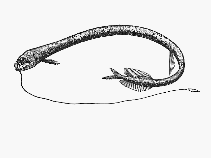 Image of Leptostomias gracilis 