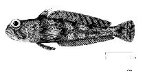 Image of Nototheniops mizops (Toad notie)