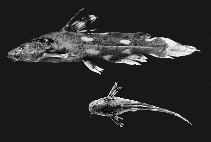 Image of Pseudomystus myersi 