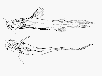 Image of Pseudomystus vaillanti 