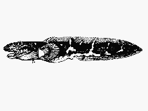 Image of Lycodes mucosus (Saddled eelpout)