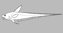 Image of Paracetonurus flagellicauda 