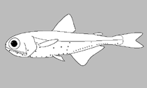 Image of Diaphus danae (Dana lanternfish)