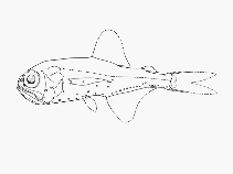 Image of Metelectrona ventralis (Flaccid lanternfish)