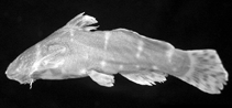Image of Microsynodontis nannoculus 