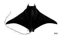 Image of Mobula kuhlii (Shortfin devil ray)