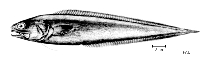 Image of Monomitopus microlepis 