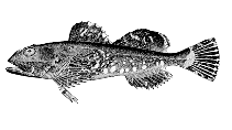 Image of Myoxocephalus niger (Warthead sculpin)