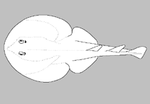 Image of Narcine oculifera (Bigeye numbfish)