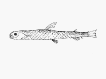 Image of Nansenia macrolepis 