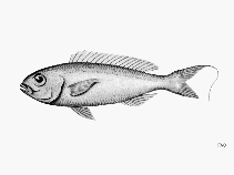 Image of Nemipterus aurifilum (Yellow-lip threadfin bream)