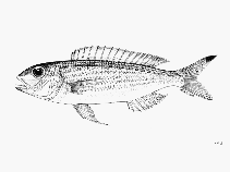 Image of Nemipterus gracilis (Graceful threadfin bream)