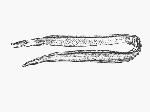 Image of Nettastoma parviceps (Duck-billed eel)