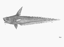 Image of Nezumia proxima (Short-tail grenadier)