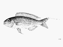 Image of Nemipterus vitiensis (Fiji threadfin bream)