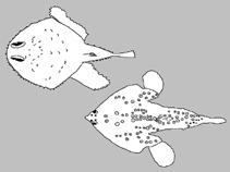 Image of Coelophrys mollis 