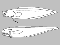 Image of Lepophidium cultratum (Blackear cusk-eel)