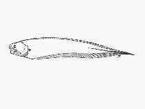 Image of Onuxodon parvibrachium (Oyster pearlfish)