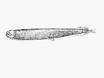 Image of Opostomias micripnus (Obese dragonfish)