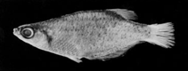 Image of Oryzias profundicola (Yellow finned medaka)