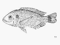 Image of Oreochromis squamipinnis (Kasawala)