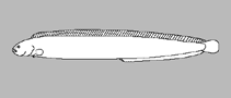 Image of Ulvicola sanctaerosae (Kelp gunnel)