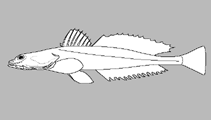 Image of Leviprora inops (Longhead flathead)