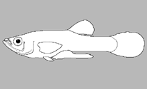 Image of Pseudoxiphophorus litoperas (Cahabón toothcarp)