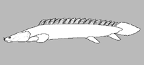 Image of Polypterus polli (Poll\