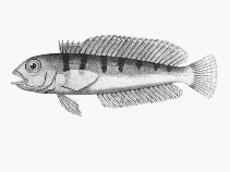 Image of Parapercis allporti (Barred grubfish)