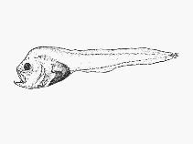 Image of Psednos micrurus (Barnard\