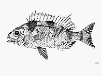 Image of Parascolopsis tanyactis (Long-rayed dwarf monocle bream)