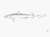 Image of Paragaleus tengi (Straight-tooth weasel shark)