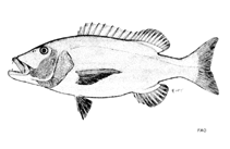 Image of Petrus rupestris (Red steenbras)