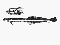Image of Phtheirichthys lineatus (Slender suckerfish)
