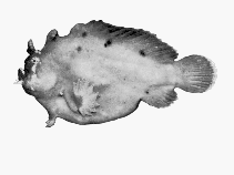 Image of Phyllophryne scortea (Whitespotted anglerfish)