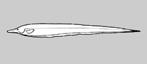 Image of Rhamphichthys longior (Trombetas knifefish)