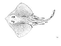 Image of Raja asterias (Mediterranean starry ray)