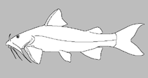 Image of Hara koladynensis 